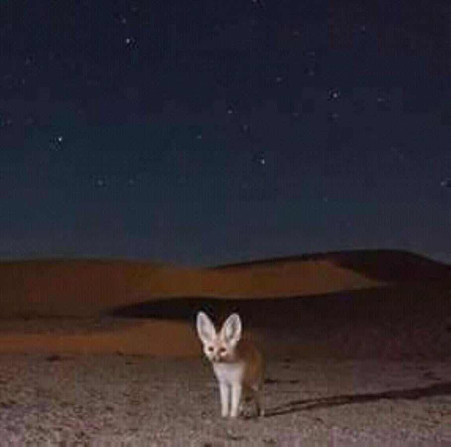 Restcamp Ergchebbi Hotel Merzouga Eksteriør billede