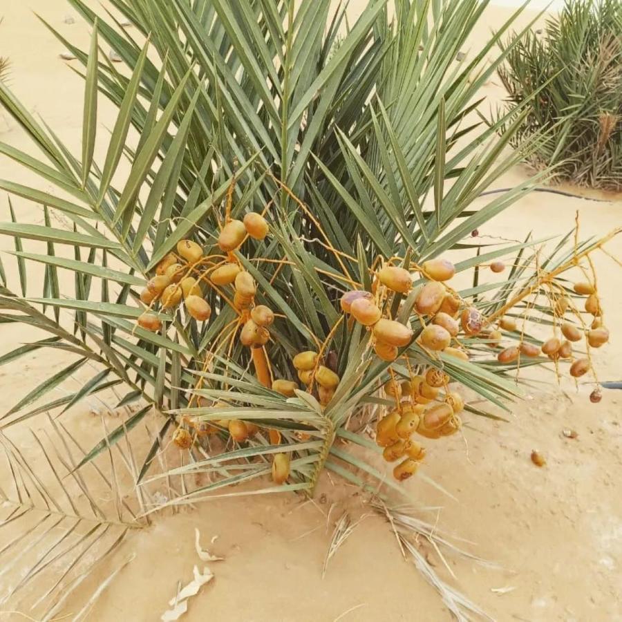Restcamp Ergchebbi Hotel Merzouga Eksteriør billede